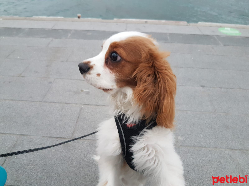 Cavalier King Charles Spanieli, Köpek  Jon fotoğrafı