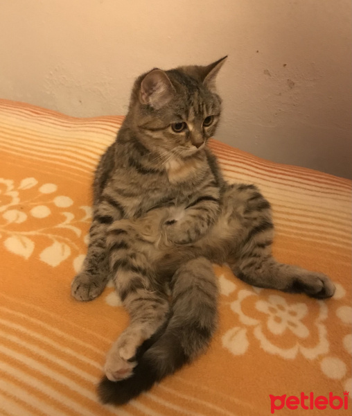 Tekir Kedi, Kedi  Balım fotoğrafı