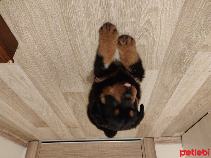 Rottweiler, Köpek  Mocha fotoğrafı