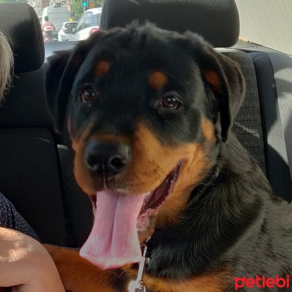 Rottweiler, Köpek  Mocha fotoğrafı