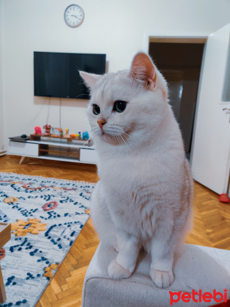 British Shorthair, Kedi  Carlos fotoğrafı