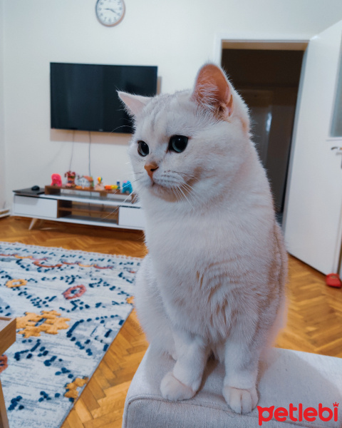 British Shorthair, Kedi  Carlos fotoğrafı