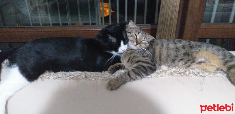 Scottish Fold, Kedi  Çıtır ve kunduz fotoğrafı