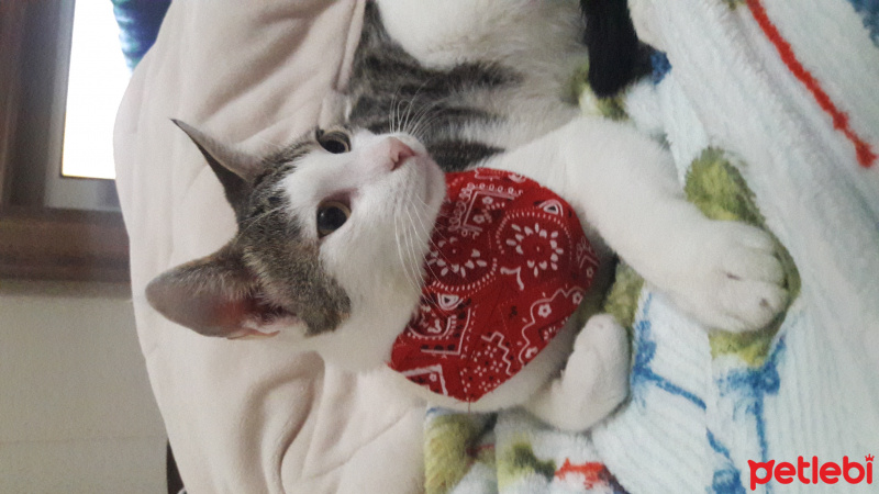 Tekir Kedi, Kedi  Çakır fotoğrafı