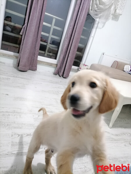 Golden Retriever, Köpek  Odin fotoğrafı