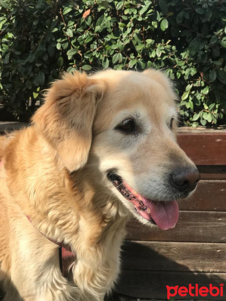 Golden Retriever, Köpek  Tarçın fotoğrafı