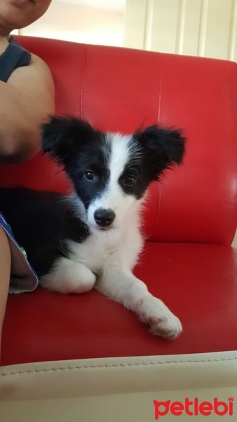 Border Collie, Köpek  Ponçik fotoğrafı