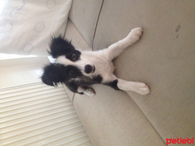Border Collie, Köpek  Ponçik fotoğrafı