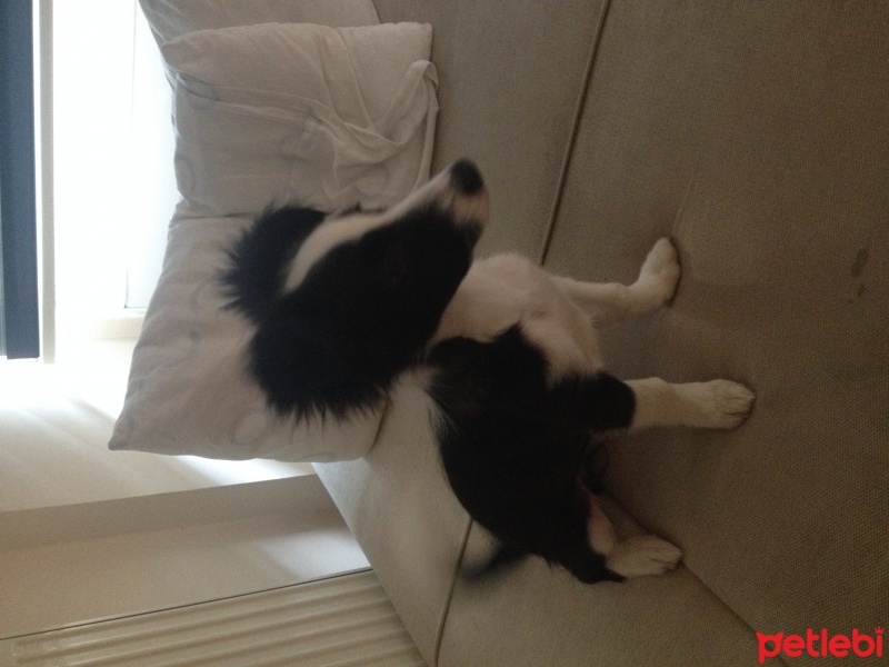 Border Collie, Köpek  Ponçik fotoğrafı
