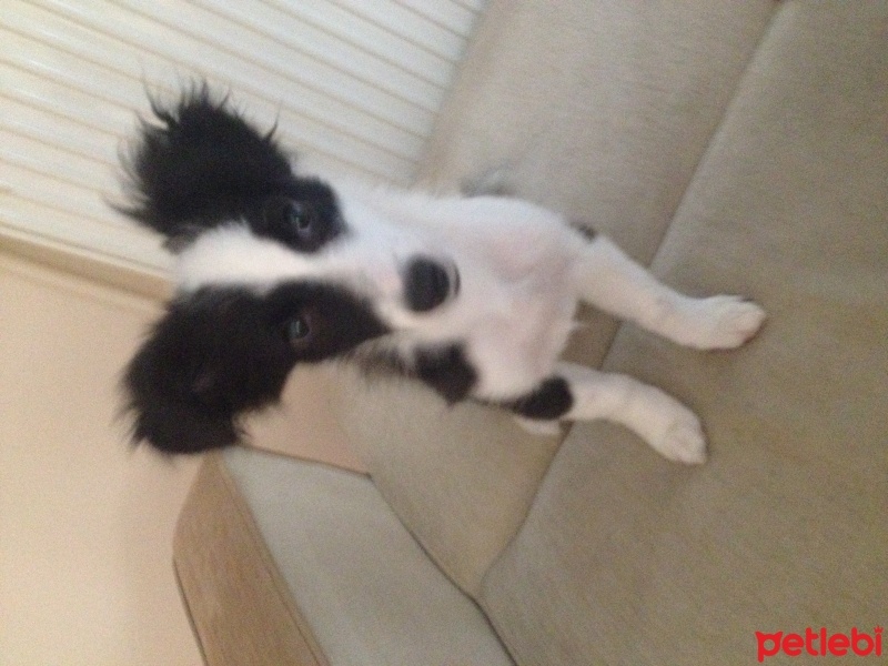 Border Collie, Köpek  Ponçik fotoğrafı