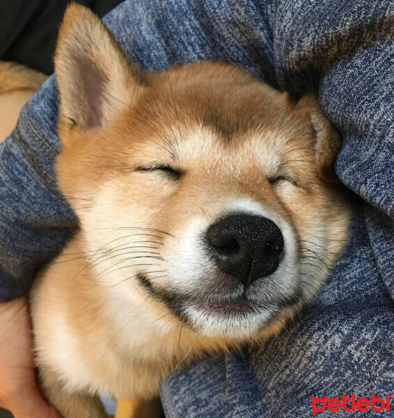 Shiba Inu, Köpek  Miço fotoğrafı