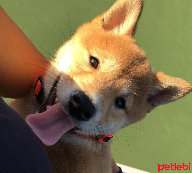 Shiba Inu, Köpek  Miço fotoğrafı