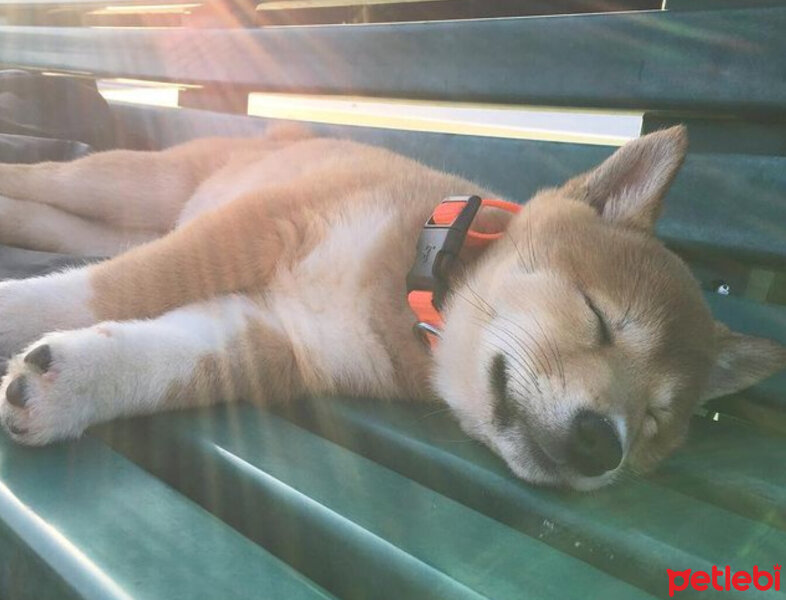 Shiba Inu, Köpek  Miço fotoğrafı