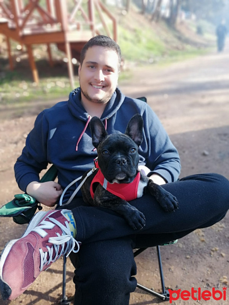 Fransız Bulldog, Köpek  Dögol fotoğrafı
