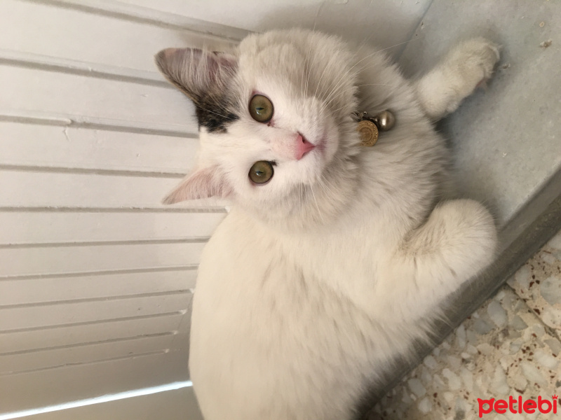 Tekir Kedi, Kedi  Bili fotoğrafı