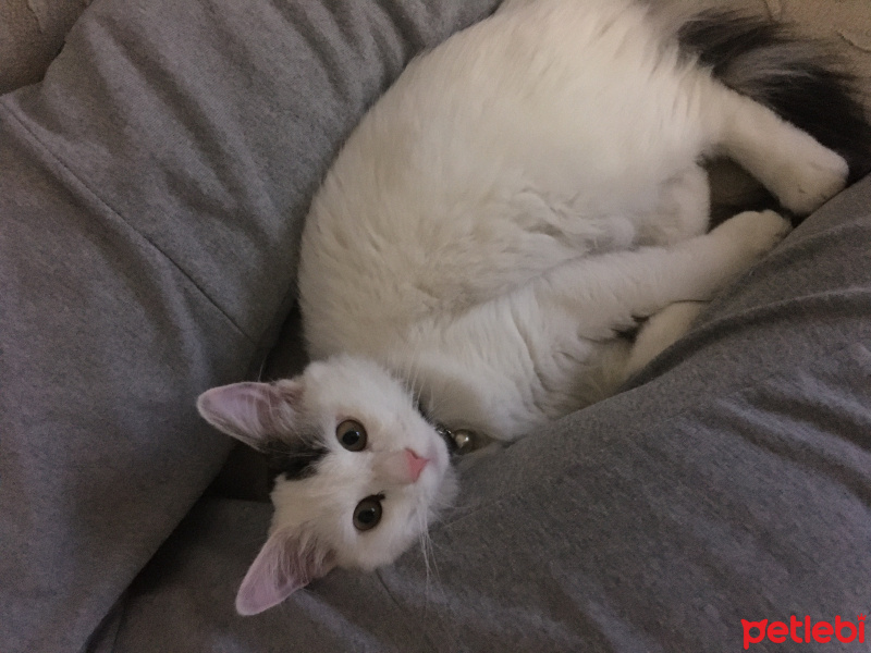 Tekir Kedi, Kedi  Bili fotoğrafı