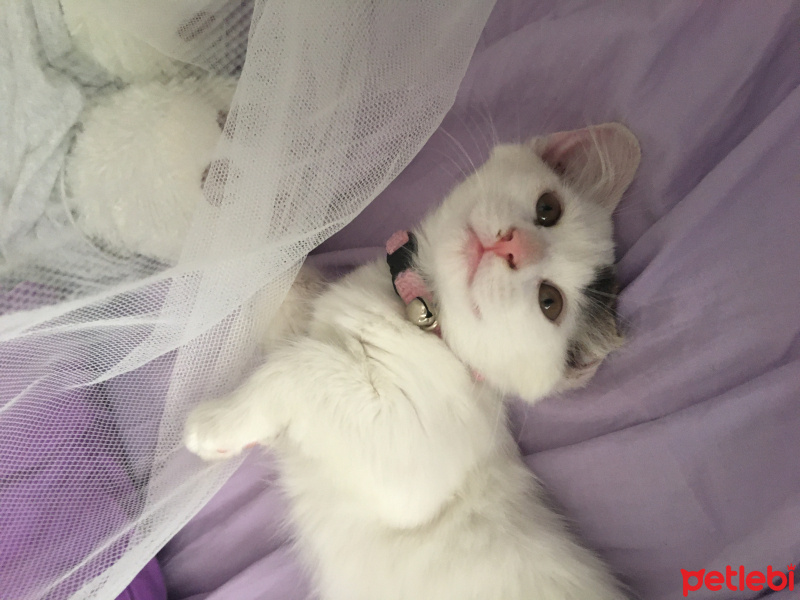 Tekir Kedi, Kedi  Bili fotoğrafı