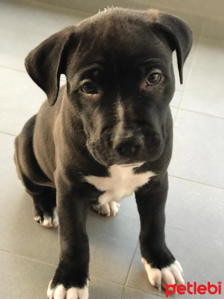 Amerikan Pitbull Terrier, Köpek  Mamba fotoğrafı