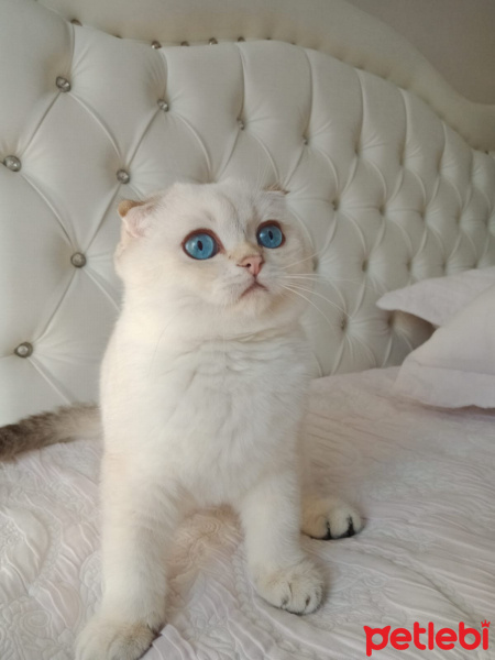 Scottish Fold, Kedi  Milo fotoğrafı
