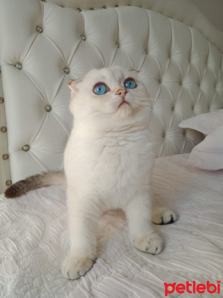 Scottish Fold, Kedi  Milo fotoğrafı