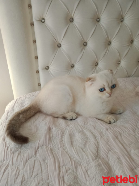 Scottish Fold, Kedi  Milo fotoğrafı