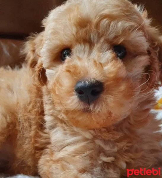 Poodle(Standart Kaniş), Köpek  Shaw fotoğrafı