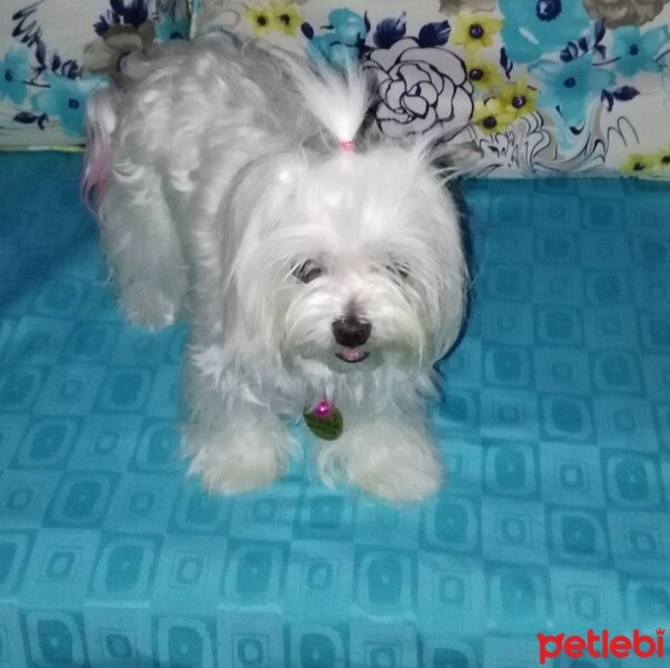 Maltese, Köpek  Lolita fotoğrafı