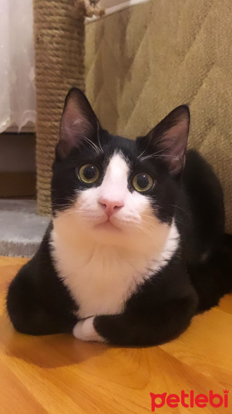 Tuxedo (Smokin) Kedi, Kedi  Mars fotoğrafı