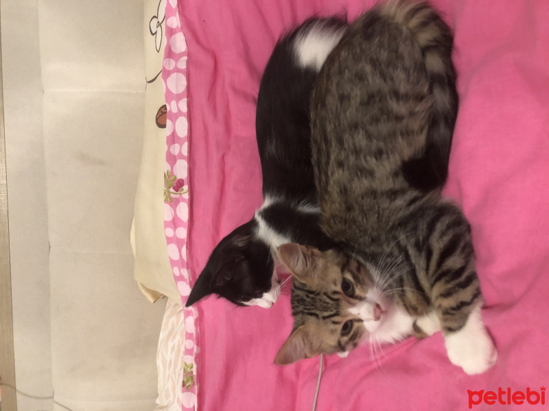 Tekir Kedi, Kedi  Harman- ares fotoğrafı