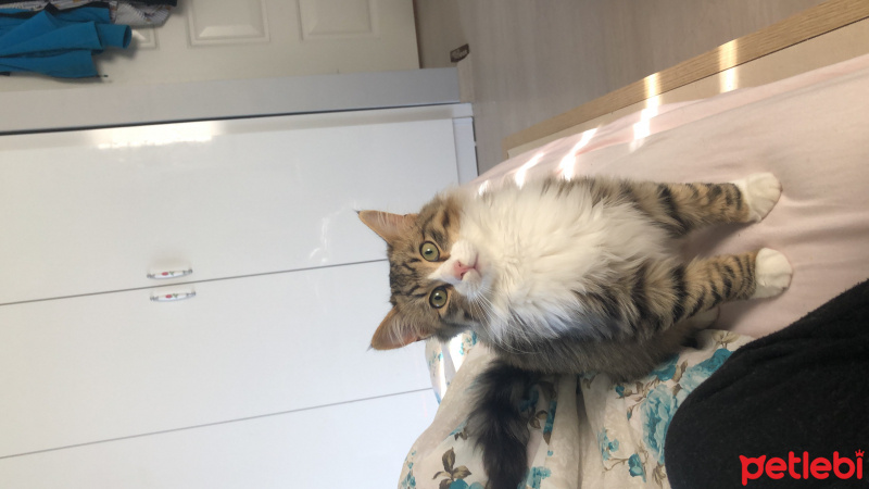 Tekir Kedi, Kedi  Harman- ares fotoğrafı