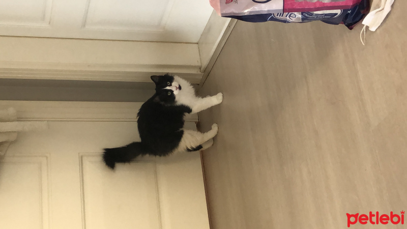 Tekir Kedi, Kedi  Harman- ares fotoğrafı