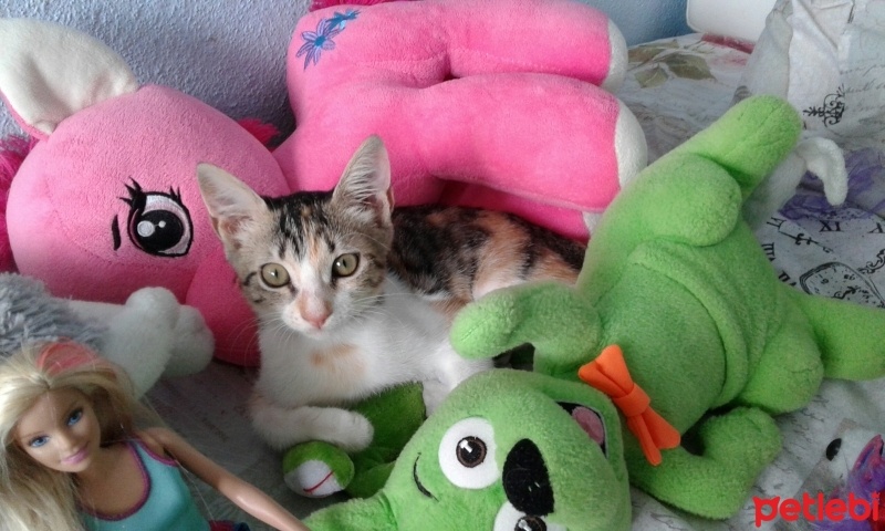 Soke, Kedi  Karamel fotoğrafı
