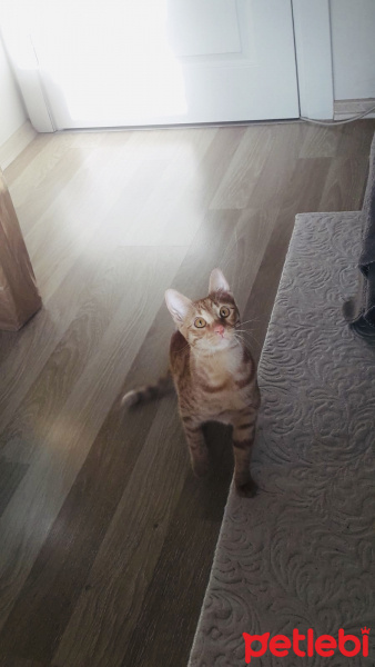 Sarman, Kedi  Karamel fotoğrafı