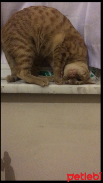 Sarman, Kedi  Karamel fotoğrafı