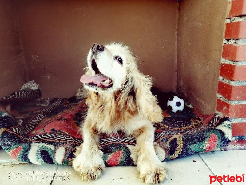 Amerikan Cocker Spaniel, Köpek  Aşk fotoğrafı