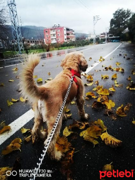 Amerikan Cocker Spaniel, Köpek  Aşk fotoğrafı
