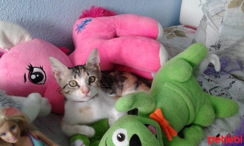 Soke, Kedi  Karamel fotoğrafı