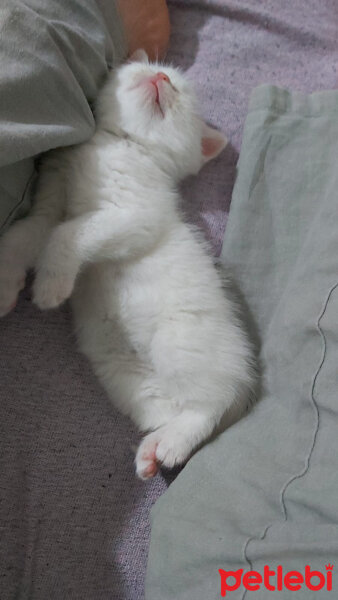 British Shorthair, Kedi  Leo fotoğrafı