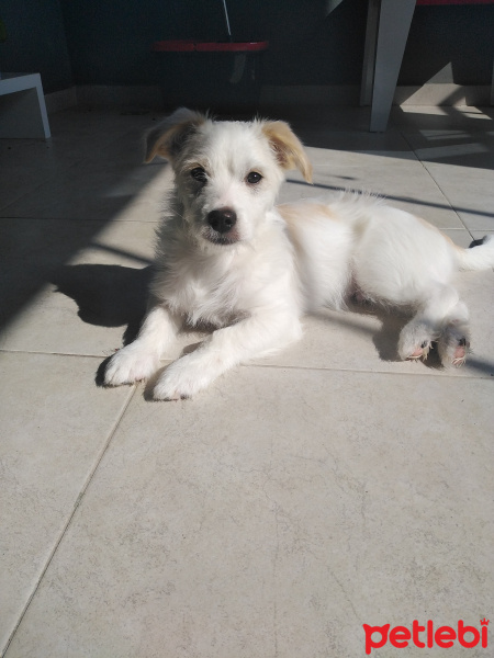 Maltese, Köpek  Casper fotoğrafı