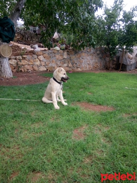 Kangal, Köpek  Ces fotoğrafı