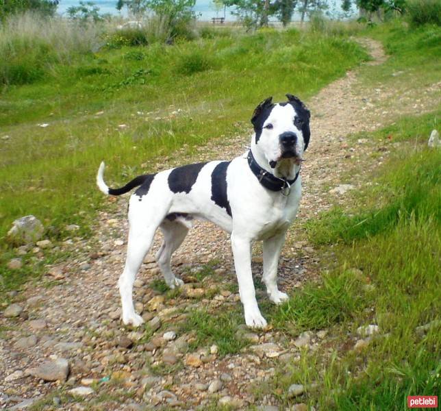 Amerikan Pitbull Terrier, Köpek  Sharky fotoğrafı