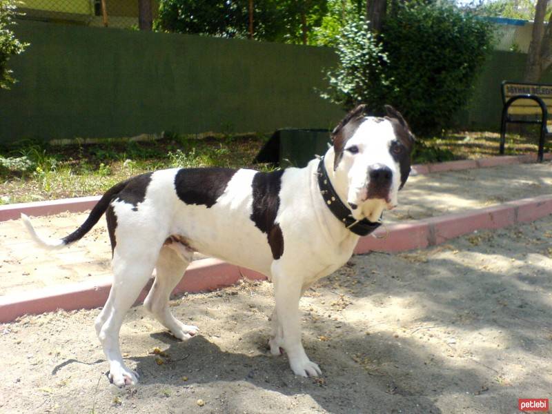 Amerikan Pitbull Terrier, Köpek  Sharky fotoğrafı