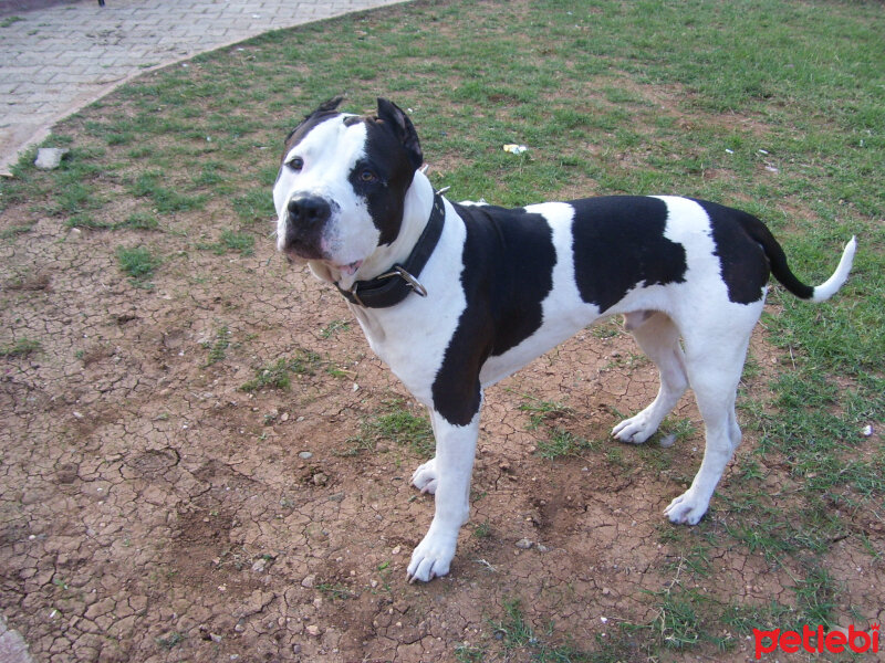 Amerikan Pitbull Terrier, Köpek  Sharky fotoğrafı