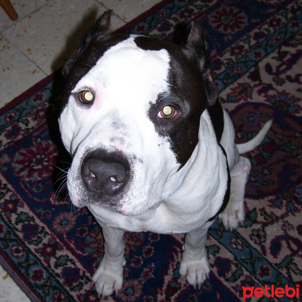 Amerikan Pitbull Terrier, Köpek  Sharky fotoğrafı