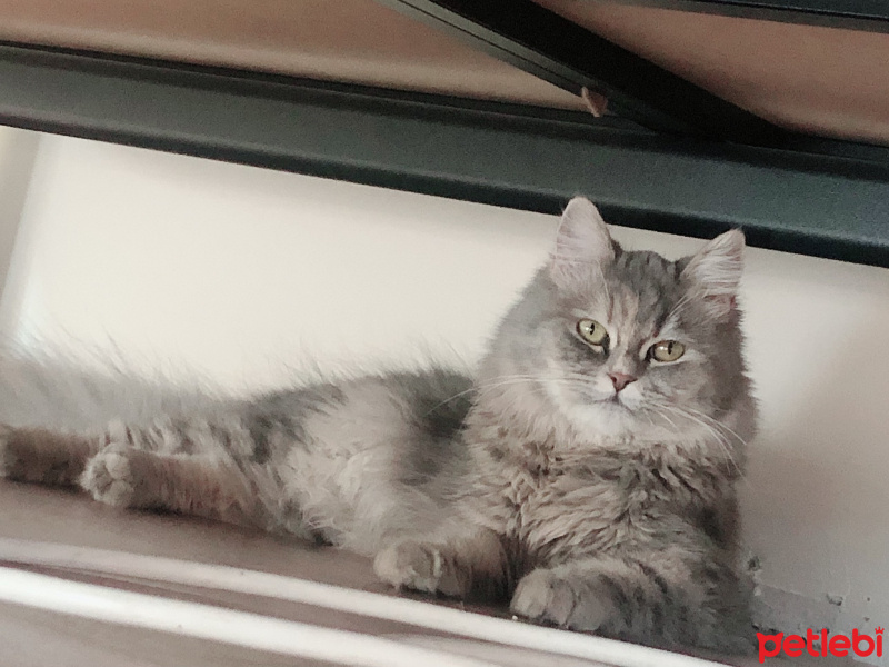 Chinchilla, Kedi  Balim fotoğrafı