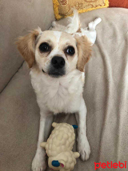 Pappilon, Köpek  Betty fotoğrafı