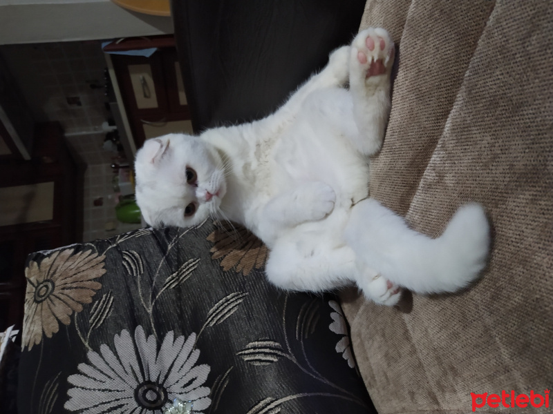 Scottish Fold, Kedi  Masal fotoğrafı
