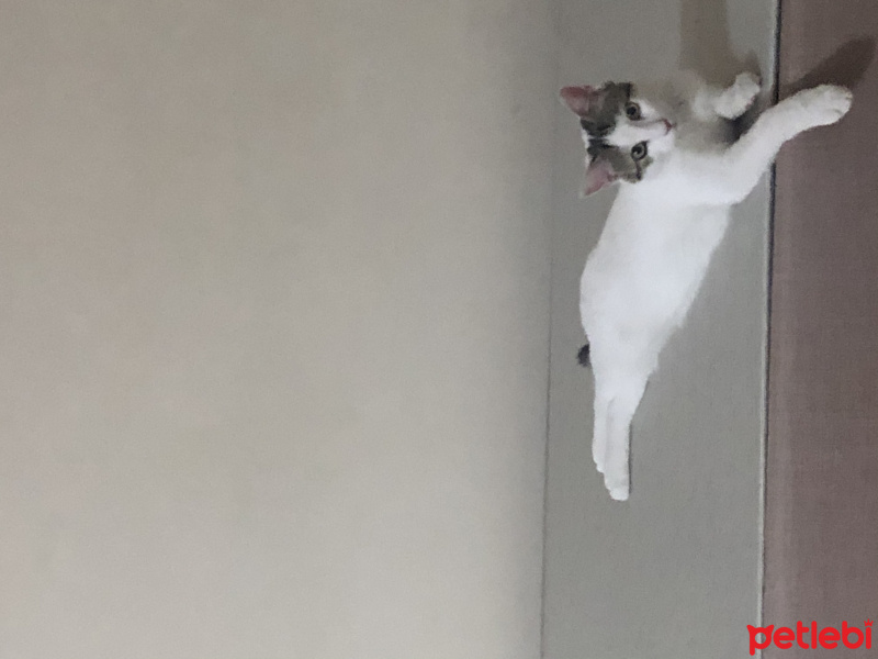 Tekir Kedi, Kedi  Çakıl fotoğrafı
