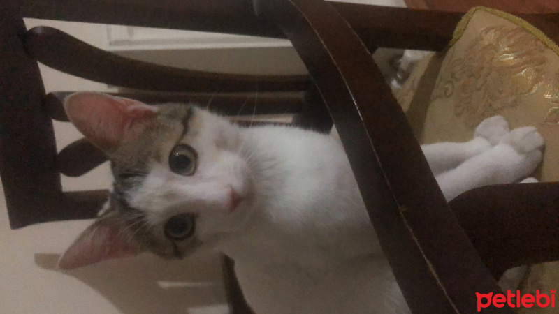 Tekir Kedi, Kedi  Çakıl fotoğrafı