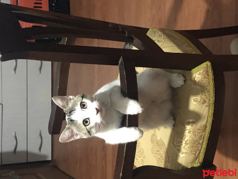 Tekir Kedi, Kedi  Çakıl fotoğrafı